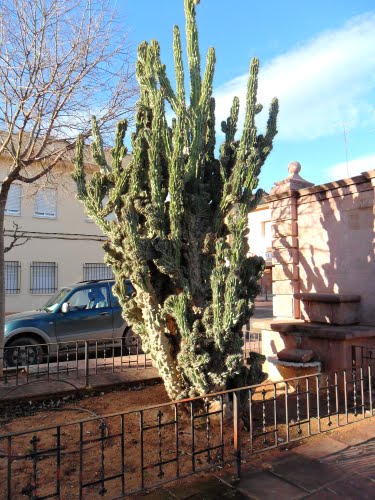 Cactus At Public ´fuente´ In Algimia