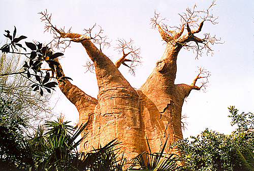 Baobab En El Zoo De Fuengirola
