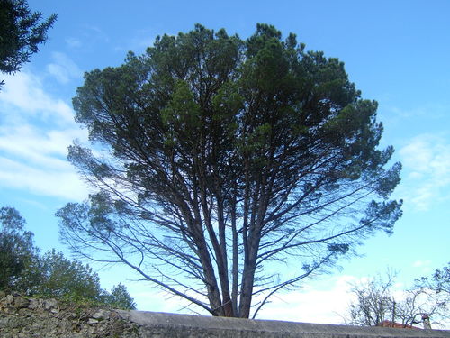 Pino Centenario ( Se Lo Llevo El Viento ) . Centenary Pine . ( Gone Whit The Win )
