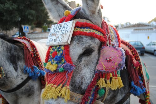 Donkey Taxi Number 32 - Mijas - Malaga - Andalucia - Spain