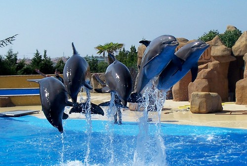 Dolphin Show At Marineland,Spain.August 2007.