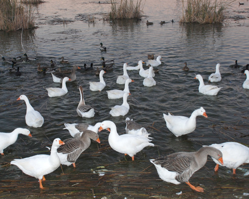 Ayuntamiento de Adanero imagen de fachada