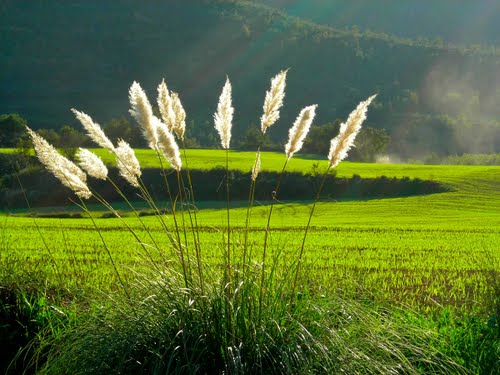 Paisatge Del Bages Amb Canyes