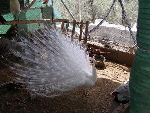 Pavo Real Blanco