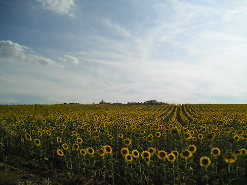 Girasoles