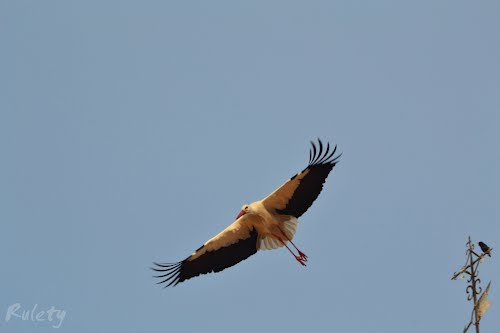 Desplegable Dominical