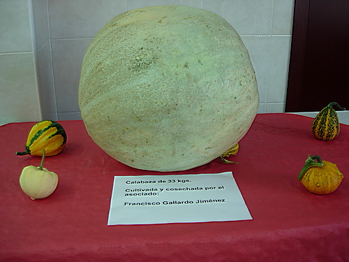 Ayuntamiento de Alcora imagen de fachada