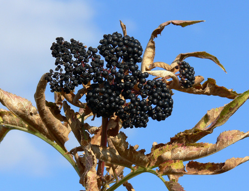 Ayuntamiento de Aleson imagen de fachada