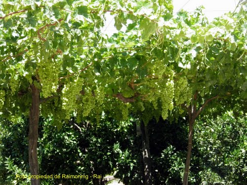 Uva De Barco, HuÃ©cija - AlmerÃ­a