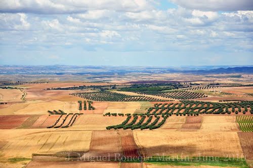 Campos De Castilla; Almonacid De Toledo