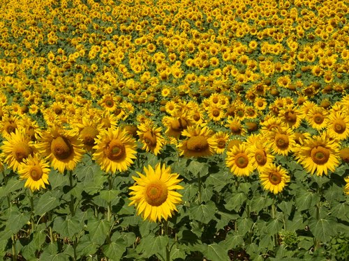 Girasoles En Ameyugo