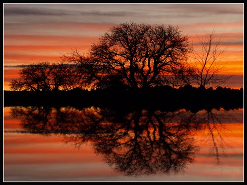 NOGALES Y REFLEJO DE AGUA