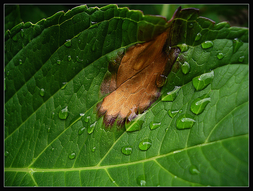 The Fall Is Coming...