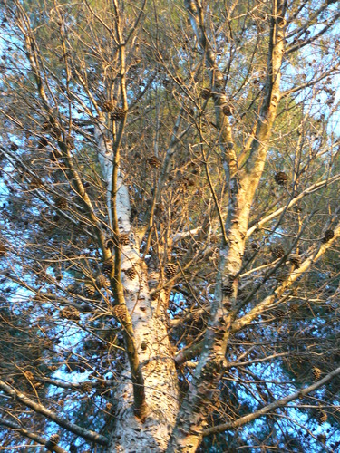 Pinicos. By Cachuchito