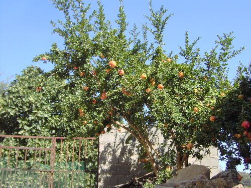 Arroyomolinos De La Vera, (Cáceres)