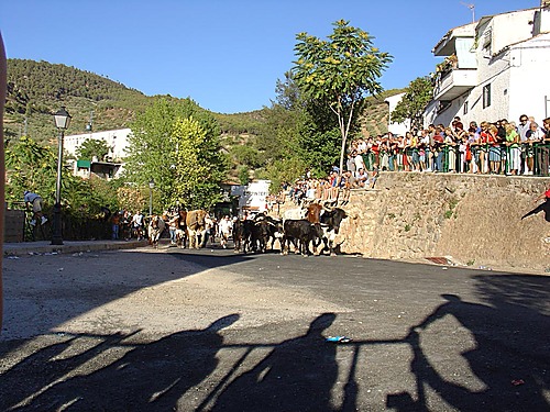 Bienvenidos A Los Esfarres! By David Glez. (Ave Nocturna)