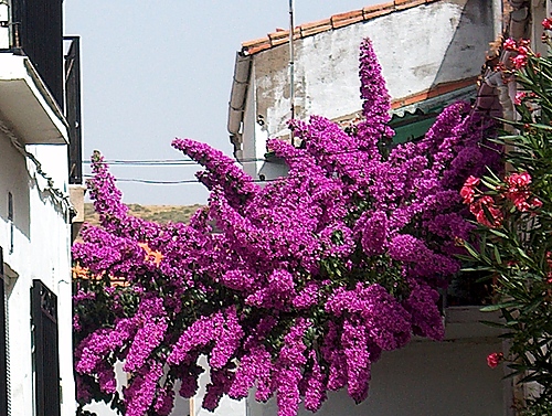Ayuntamiento de Berzocana imagen de fachada