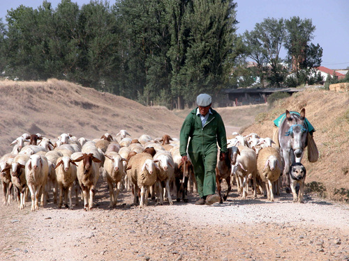 BOADILLA DEL CAMINO (Camino De Santiago). La Armonia De Un Buen Equipo.