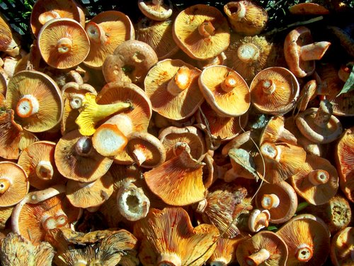 Lactarius Deliciosus - RovellÃ³, RobellÃ³n O NÃ­scalos