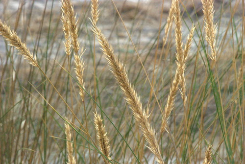Playa Marosa Burela Lugo
