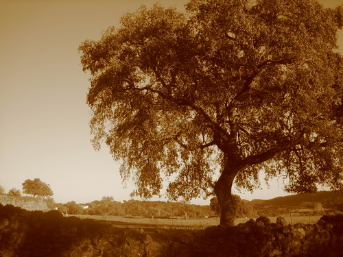 Mighty Encina Tree