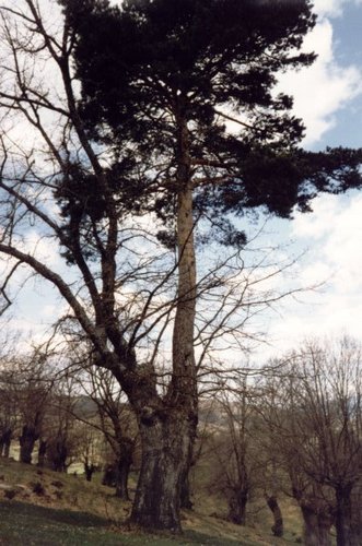 Canicosa De La Sierra - Pino En El Roble