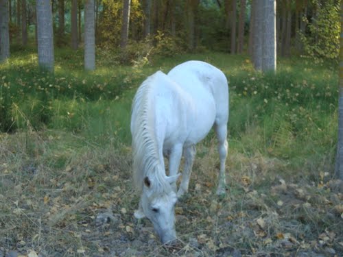 Caballo En El Bosque