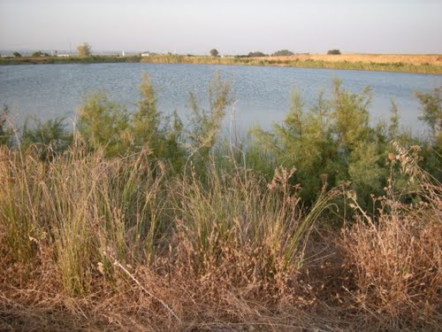 Pequeña Balsa Entre El El Canal Del Guadalquivir Y El Nuevo Embalse (La Restinga)