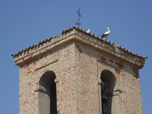 Cigüeñas En La Torre De La Iglesia