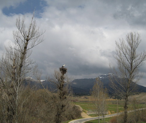 Cigueña (Abril 2007)