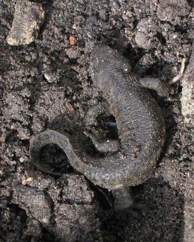 Ayuntamiento de Chane imagen de fachada