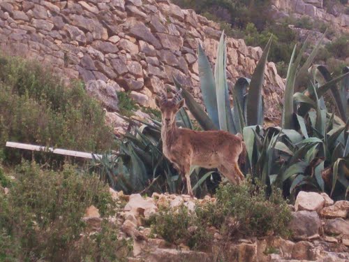 CABRA MONTESA DENTRO DEL PUEBLO DE CORTES