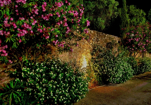 (Adelfas) Baladre En La Cartuja Del Puig.