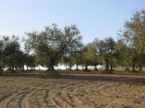 Oliveres - Hostalets De Pierola