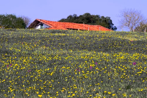 Udaberria-Spring-Frühling