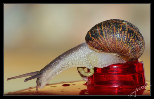 Ayuntamiento de Felanitx imagen de fachada