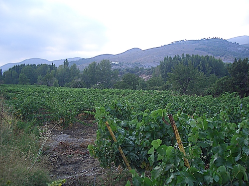 Viñedo En Vega De Fondón, Julio 2005