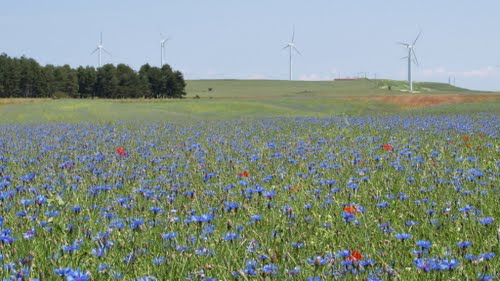 Campo De Azulones O Acianos En Fresno De Rodilla