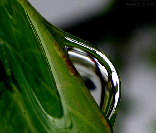 Gotas De Primavera / Drops Of Spring