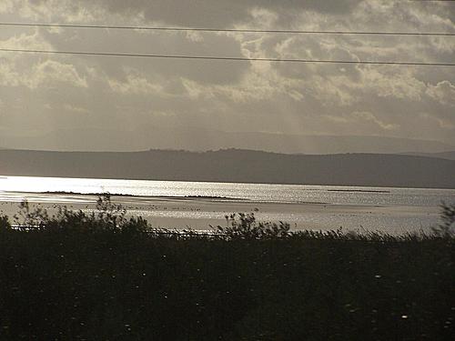 Flamencos En Laguna De Fuente De Piedra Desde El TRD Sevilla-Málaga