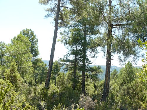 Heridos Por El Rayo. Paraje De La Nava.Fuertescusa (Cuenca). Jul/2011