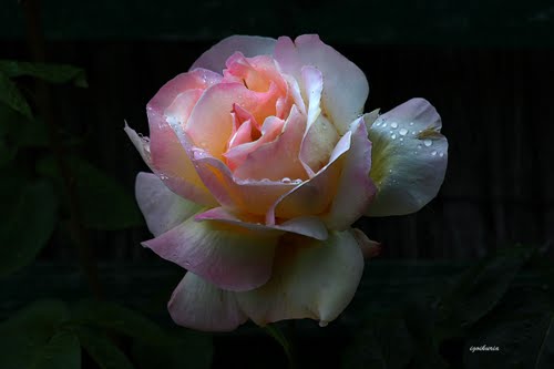 Ayuntamiento de Galdakao imagen de fachada