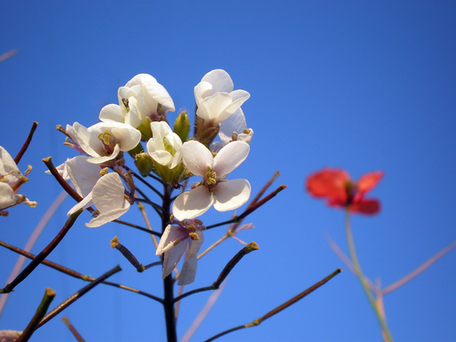 Para Tres Colores,una Buena Amiga