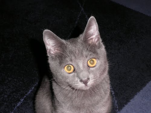 Ayuntamiento de Grijota imagen de fachada