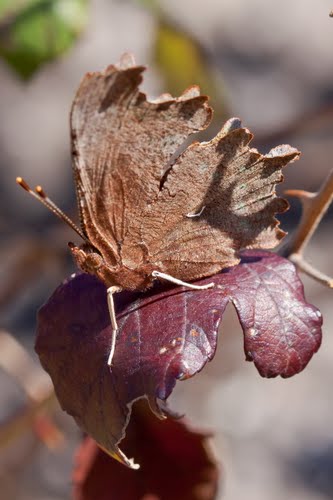 Maestra Del Camuflaje ( Polygonia C-blanca )