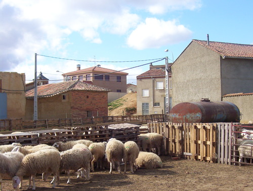 En Gusendos Hay Obejas Por Doquier