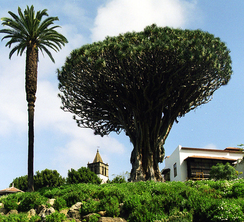 Ayuntamiento de Icod De Los Vinos imagen de fachada