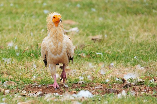 Neophron Pernopterus