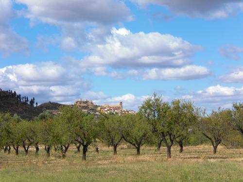 Camp D´ametllers A La Freixneda
