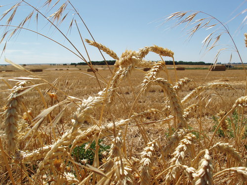 Ayuntamiento de La Orbada imagen de fachada